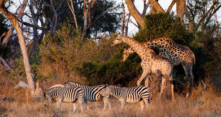 Giraffes browsing behind a small herd of zebras in dry woodland bathed in evening light.