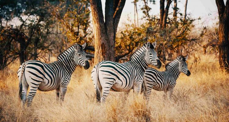 Three zebras standing alert in tall golden grass beneath acacia trees.