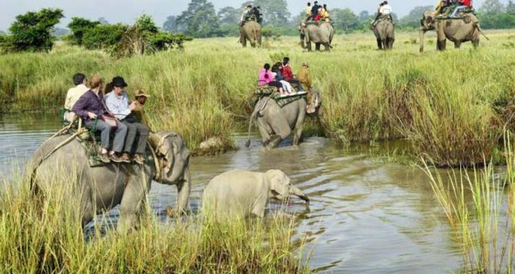 Tourists ride elephants wading through tall grass and shallow water while a calf follows.