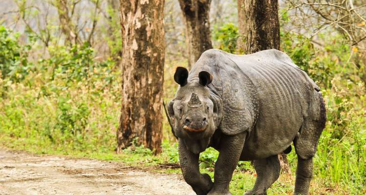 Indian one-horned rhinoceros walks along a forest track with trees behind.