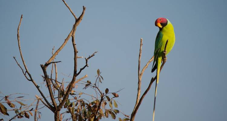 Vibrant green parakeet with red head perches on a bare tree branch against clear sky.