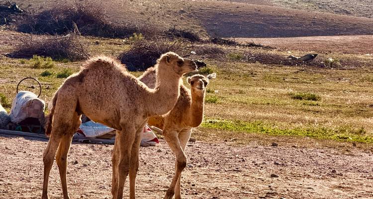 Une mère chameau et son petit se tiennent sur un sol poussiéreux avec de basses collines désertiques en arrière-plan.