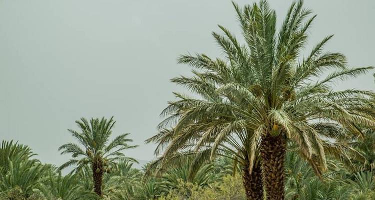 Los altos árboles de palmeras verdes se mecen contra un cielo apagado en un paisaje de oasis.