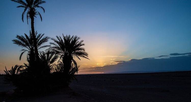 Palmeras recortadas contra una puesta de sol desértica colorida y desvaneciéndose sobre un horizonte plano.