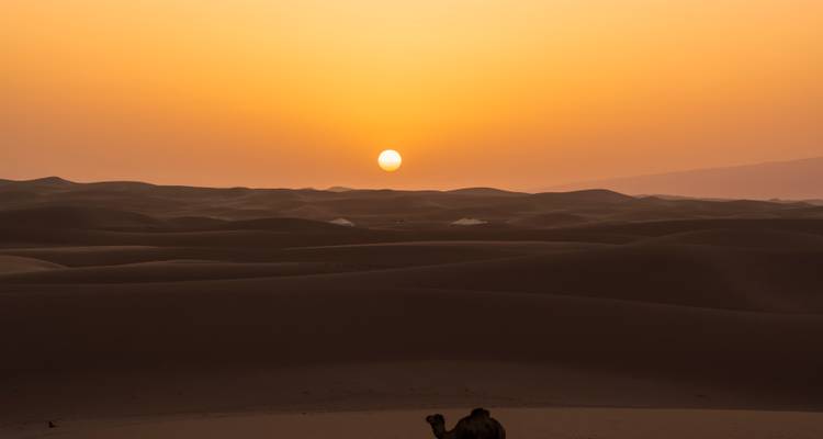 Un sol radiante se pone sobre dunas desérticas ondulantes con un camello silueteado en primer plano.