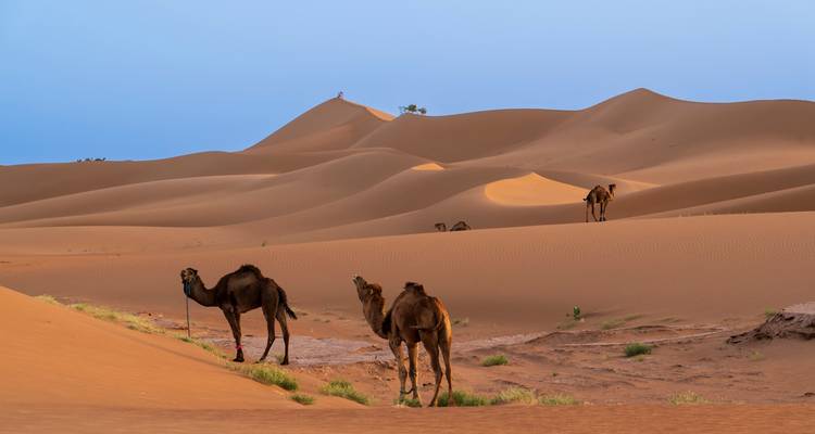 Varios camellos pastan entre dunas de arena dorada bajo un cielo azul despejado.