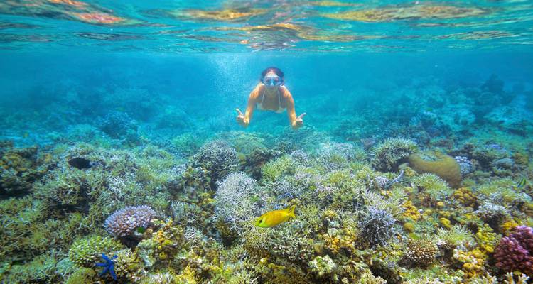 Vrijduiker glijdt boven kleurrijke koraaltuin met felgekleurde tropische vissen.