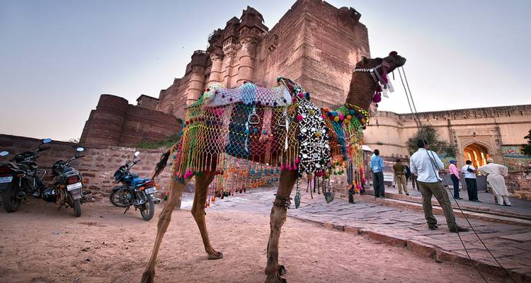 Decorated camel and visitors in front of massive sandstone fort walls at dusk.
