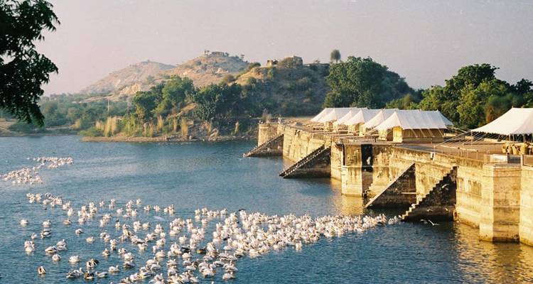 Serene lakeside camp with white tents and flocks of birds on calm water.