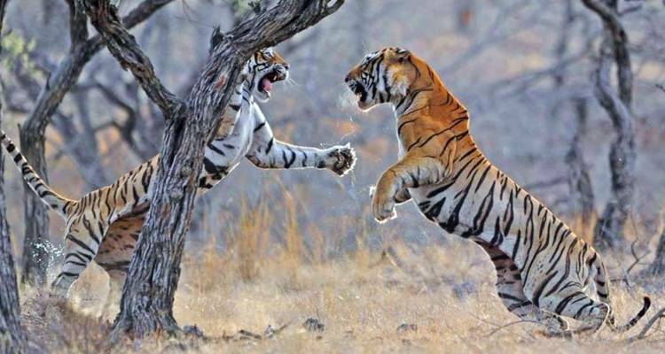 Zwei Bengal-Tiger richten sich auf und kollidieren dramatisch in einer trockenen Waldlichtung.
