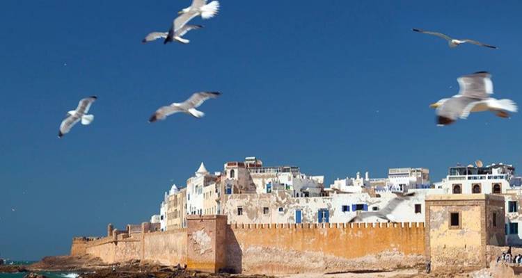 Historische Seemauern von Essaouira mit weißgetünchten Häusern und aufsteigenden Möwen vor einem tiefblauen Himmel.