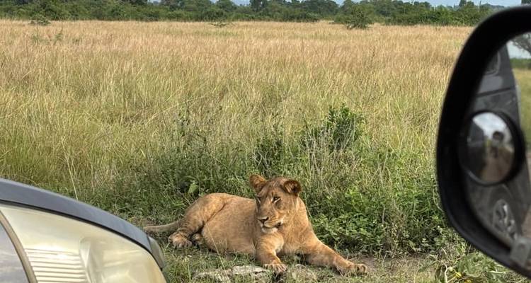León solitario descansando en hierba alta junto a los parachoques de vehículos de safari