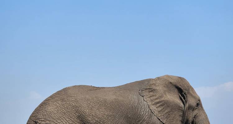 Primer plano de perfil lateral de un elefante contra un cielo azul claro