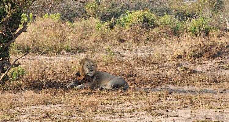 León macho acostado en pastizal seco bajo la cálida luz de la tarde