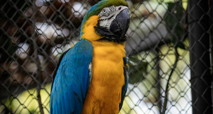 A vibrant blue-and-gold macaw perches against a mesh backdrop.