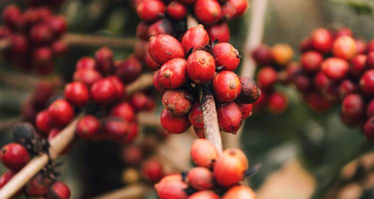 Close-up of ripe red coffee cherries clustered on a branch.