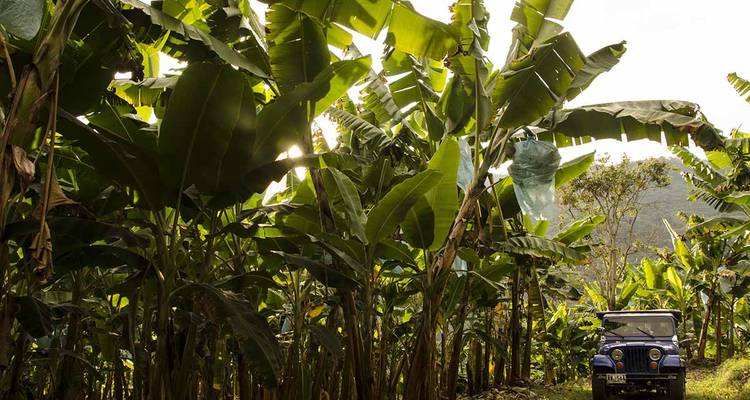 Une jeep vintage traverse de hauts bananiers avec la lumière du soleil qui filtre à travers les feuilles.