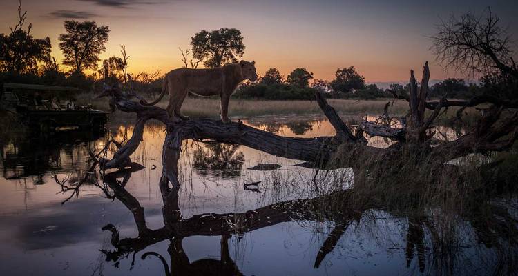 Silhouetted lion standing on a fallen tree over water at dramatic sunset in the African bush.