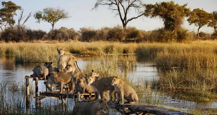 Pride of lions clustered on a wooden walkway beside reeds and reflective water in golden light.