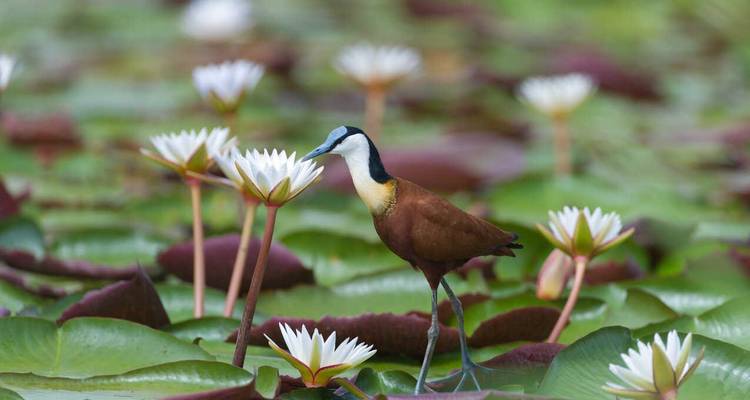 African jacana bird stepping among white water lilies on a pond of green lily pads.