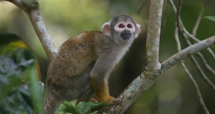 Totenkopfäffchen auf einem Ast sitzend im dichten Amazonas-Regenwald