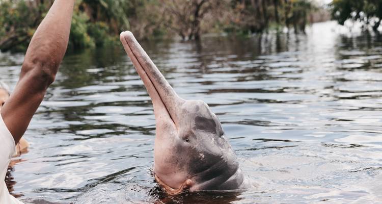 Rosa Flussdelfin hebt seinen Kopf über dunkles Amazonaswasser, während eine Person mit ihm interagiert