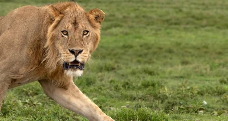 Primer plano de un león macho caminando con determinación a través de la hierba verde.