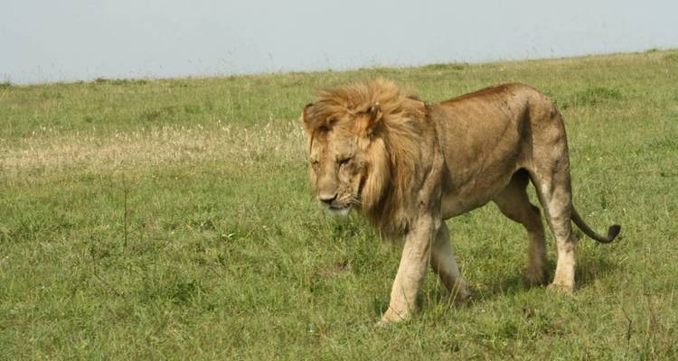 Un lion mâle solitaire traverse une prairie ouverte, la crinière ébouriffée par la brise.