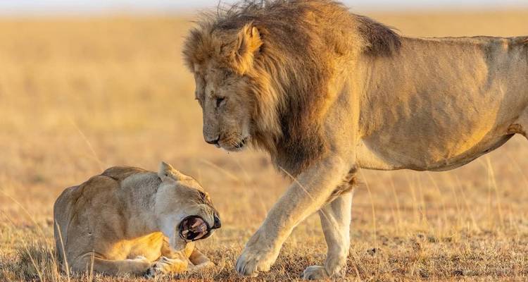 Un lion mâle dominant affronte une lionne grondante dans les plaines baignées de soleil.