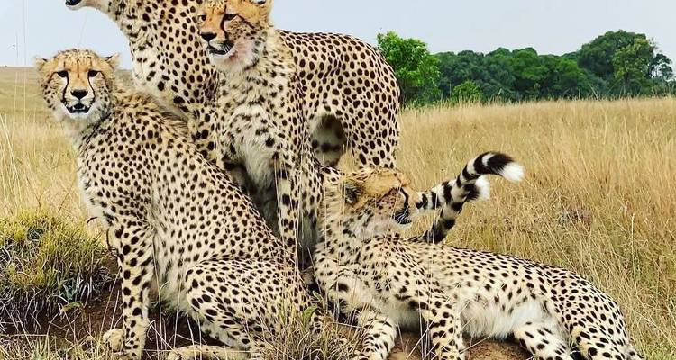 Trois guépards se reposent et observent la savane depuis un petit monticule dans les hautes herbes.