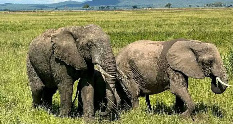 Deux éléphants d'Afrique broutent de hautes herbes vertes dans une plaine ouverte avec des collines au loin.