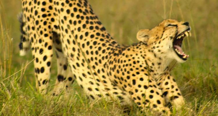 Un guépard s'étire et bâille largement, révélant des dents acérées sur un arrière-plan d'herbe floue.