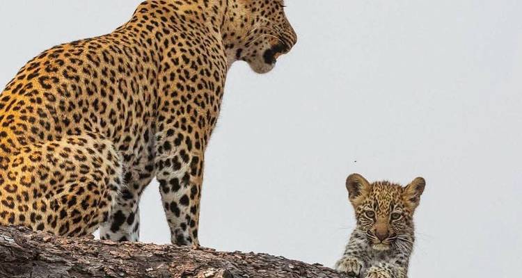 Un léopard et son petit curieux se perchent sur un tronc d'arbre contre un ciel pâle.