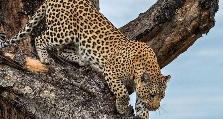 Un léopard descend prudemment la branche d'un grand arbre, les muscles tendus.
