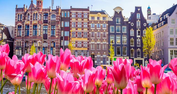 Primer plano de tulipanes rosas con casas clásicas de canales holandeses formando un fondo colorido en Ámsterdam.