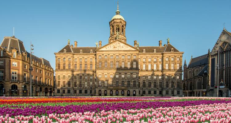 Gran Palacio Real en la Plaza Dam con parterres de tulipanes vibrantes en primer plano bajo un cielo matutino despejado.
