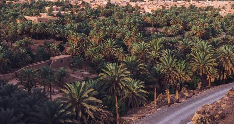 Vue surélevée d'une oasis luxuriante de palmiers et de toits de village avec un chemin de terre sinueux au premier plan.
