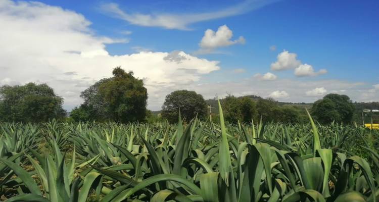 Weitläufiges Feld von Agavenpflanzen unter einem strahlend blauen Himmel mit vereinzelten Wolken