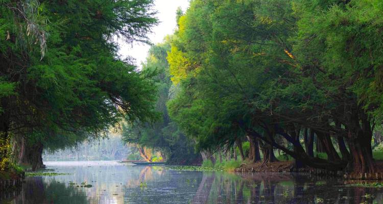 El sereno canal arbolado refleja la exuberante vegetación y la suave luz matutina en la zona ecológica de Xochimilco.