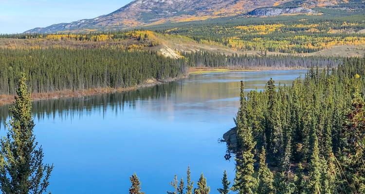 Rivière bleue calme serpentant à travers une forêt dense de conifères avec des couleurs d'automne dans le Yukon