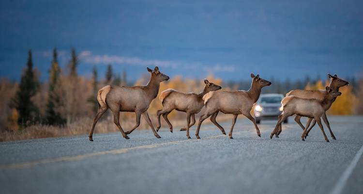 Troupeau d'élans traversant gracieusement une route au crépuscule avec une voiture qui s'approche au loin