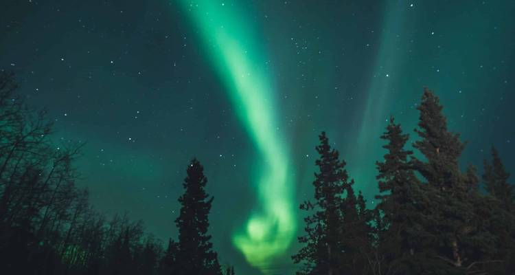 Ruban d'aurore vert brillant s'étendant au-dessus des épinettes en silhouette sous un ciel étoilé