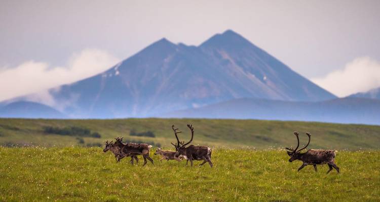 Troupeau de caribous courant à travers la toundra ouverte avec une montagne conique en arrière-plan