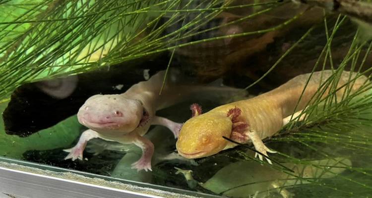 Zwei Axolotl schwimmen zwischen grünen Wasserpflanzen in einem durchsichtigen Aquarium