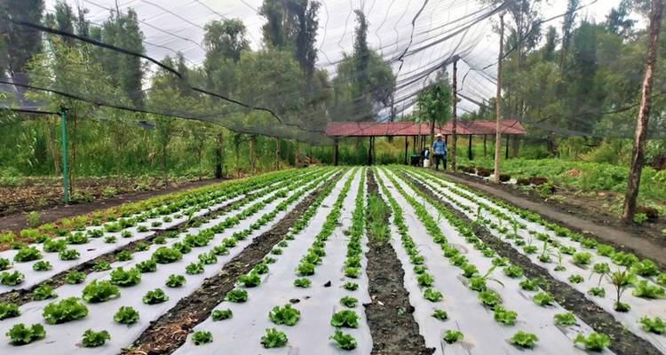 Ordentliche Reihen von Salat, die unter Schutznetzen in einem fruchtbaren Gartenbeet wachsen