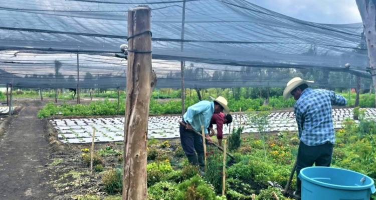 Arbeiter, die Gemüsebeete in einem schattigen Gartenstück mit Netz über ihnen pflegen