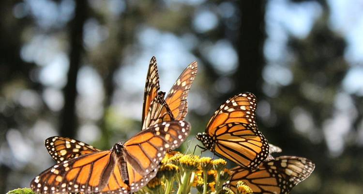 Grupo de vibrantes mariposas monarca alimentándose de flores silvestres amarillas con un fondo de bosque suavemente difuminado.