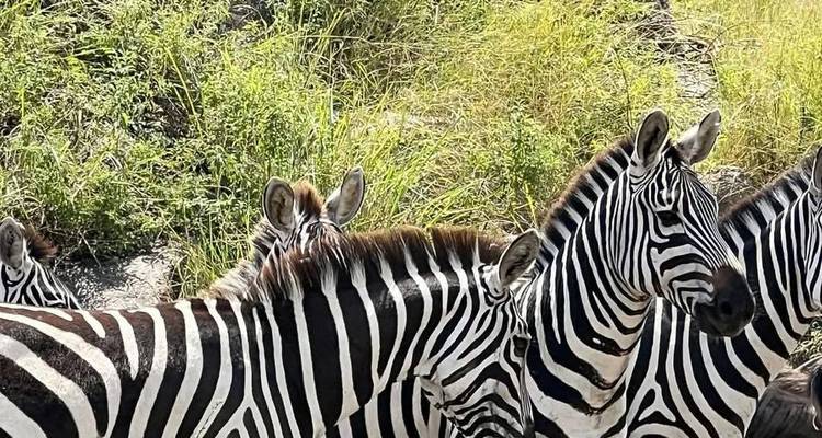 Close-up van verschillende zebra's die in hoog gras staan aan de rand van een struikgewas.