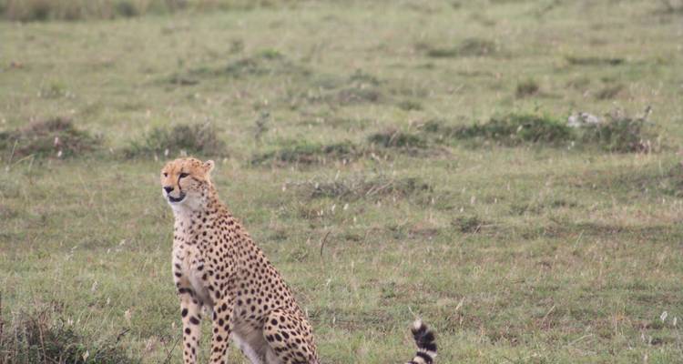 Jachtluipaard zit alert in grasrijke savanne met verre acacia-vlakte.