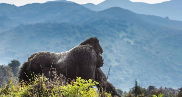 Silverback mountain gorilla resting amid misty, lush green highland slopes.